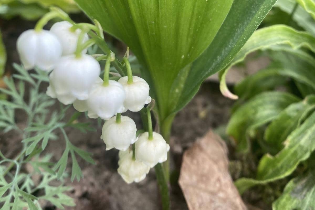 Bunga Lily of the Valley