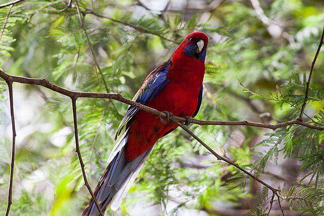 potret burung crimson rosella 
