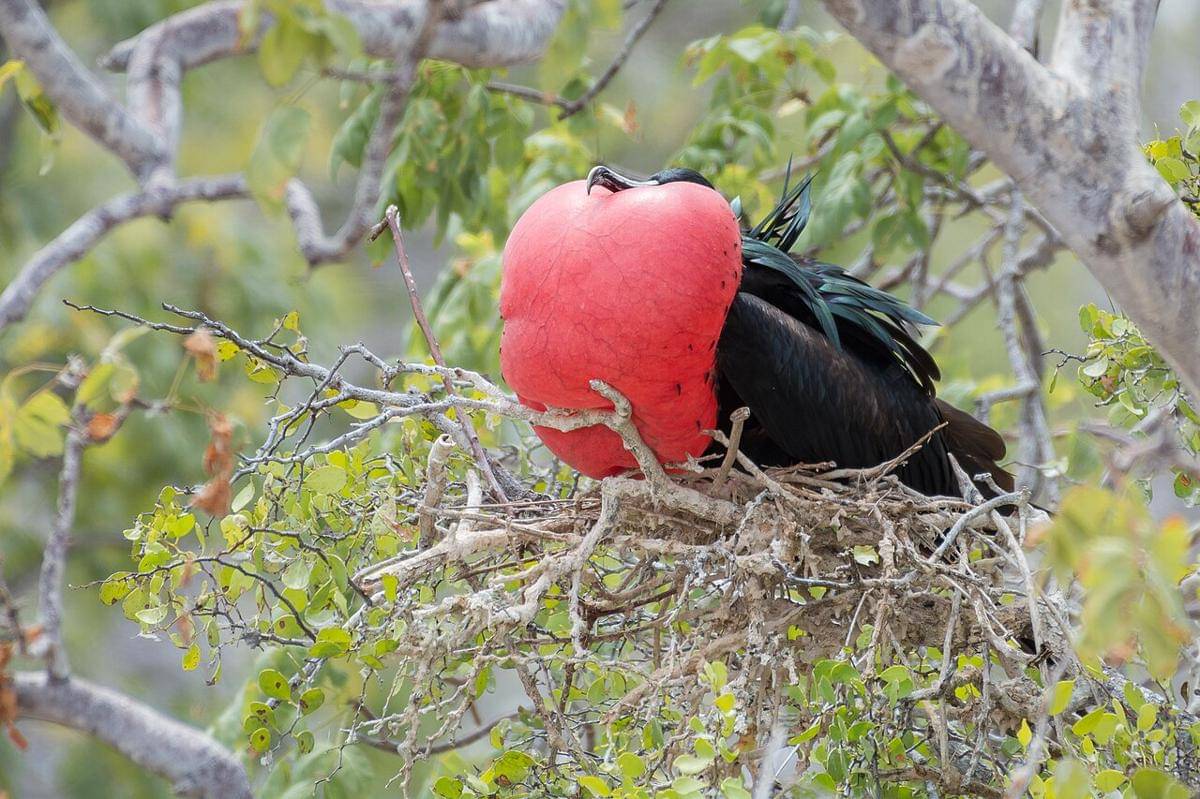 Cikalang elok jantan dengan kantong gularnya yang mengembang