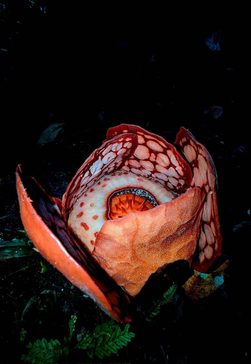 Bunga Rafflesia Hasseltii mekar di Indonesia setelah 13 tahun pencarian