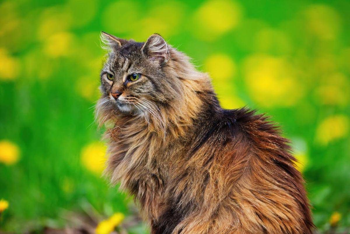 ilustrasi kucing Norwegian Forest Cat