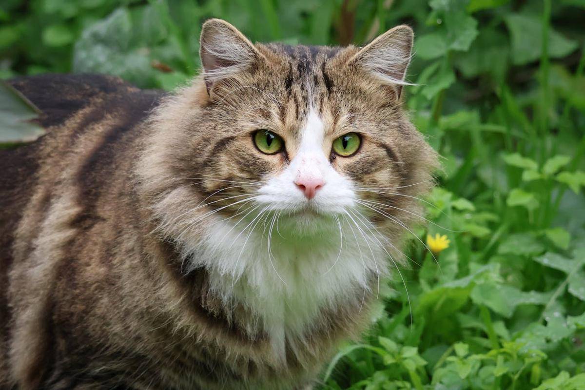 ilustrasi kucing Norwegian Forest Cat