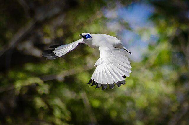 potret burung jalak bali