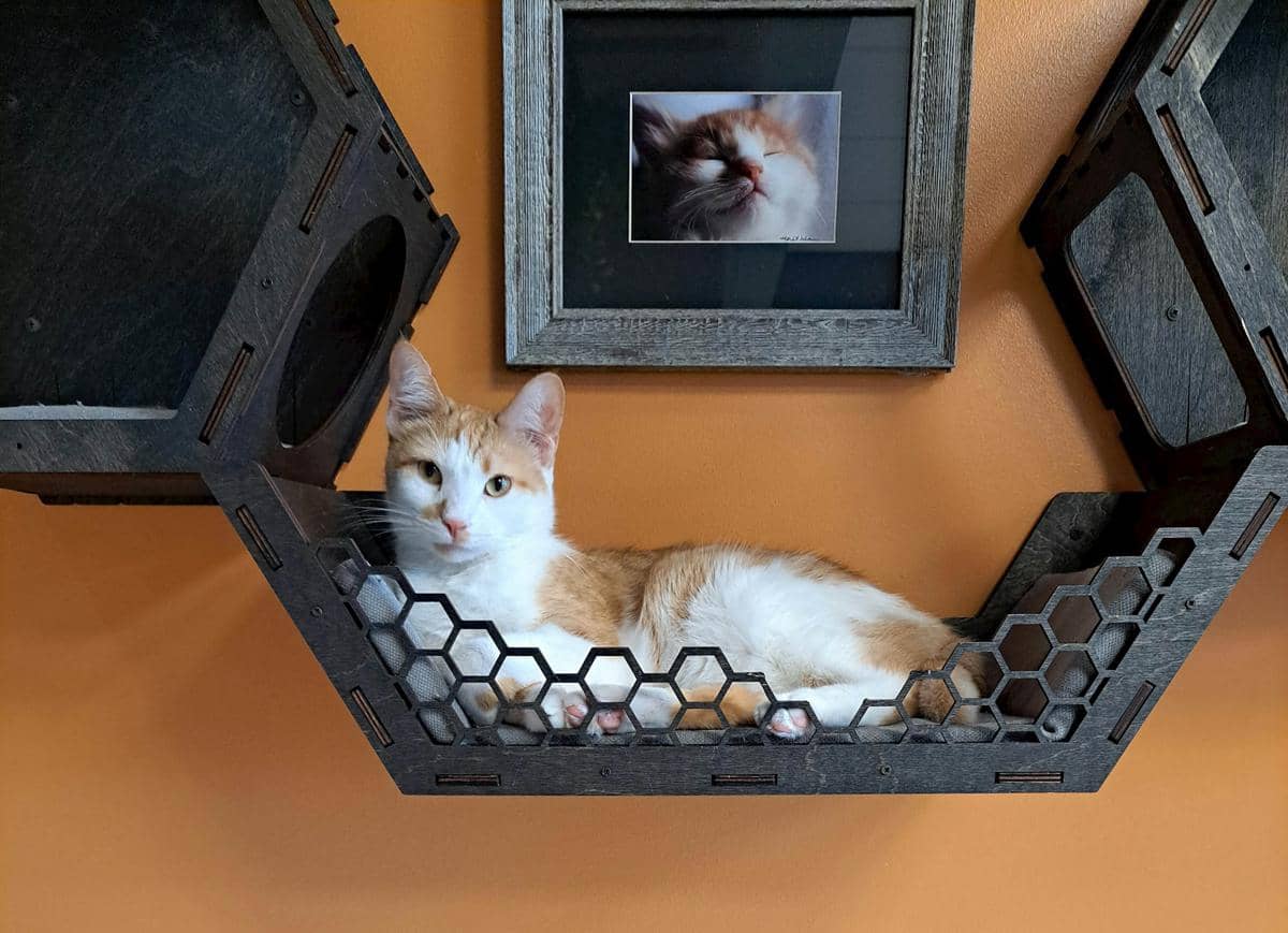 ilustrasi area bermain kucing