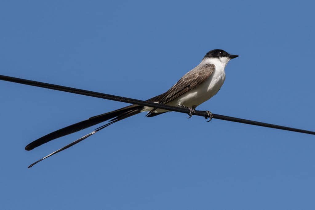 Fork-tailed Flycatcher