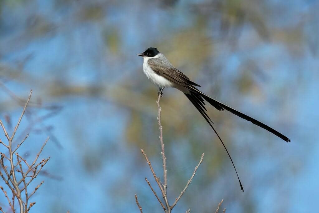 Fork-tailed Flycatcher