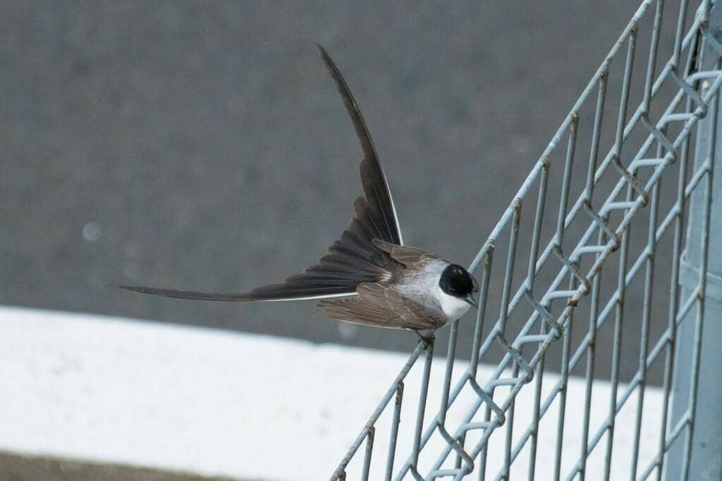 Fork-tailed Flycatcher