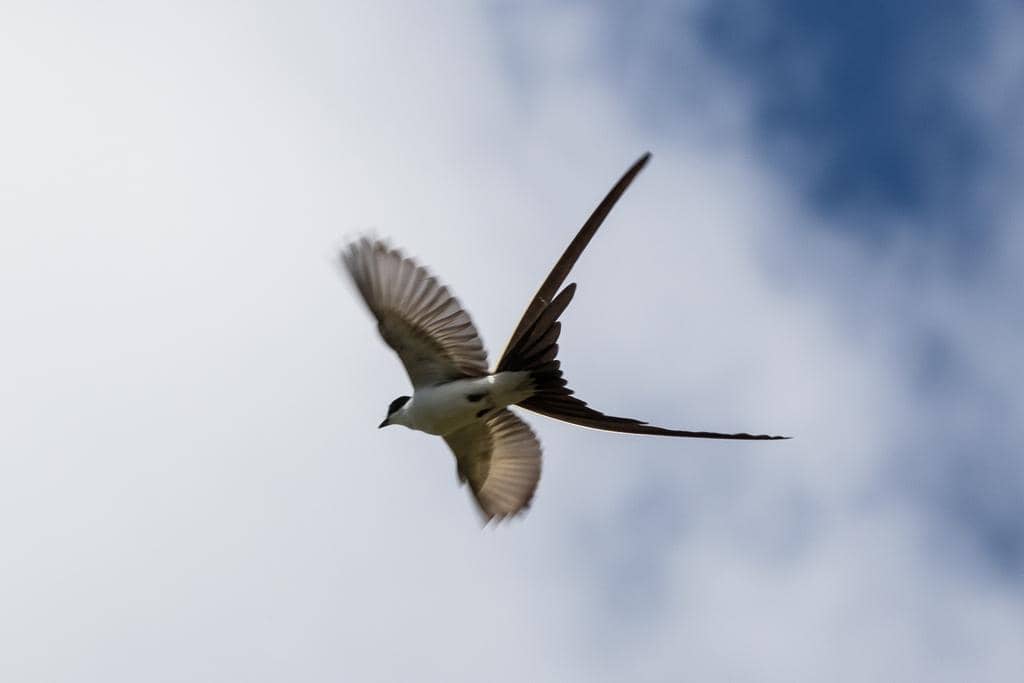 Fork-tailed Flycatcher