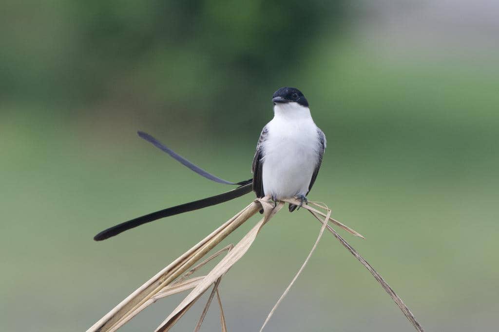 Fork-tailed Flycatcher