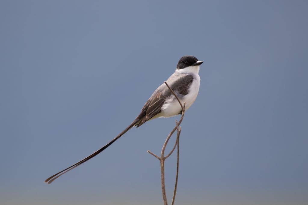 Fork-tailed Flycatcher