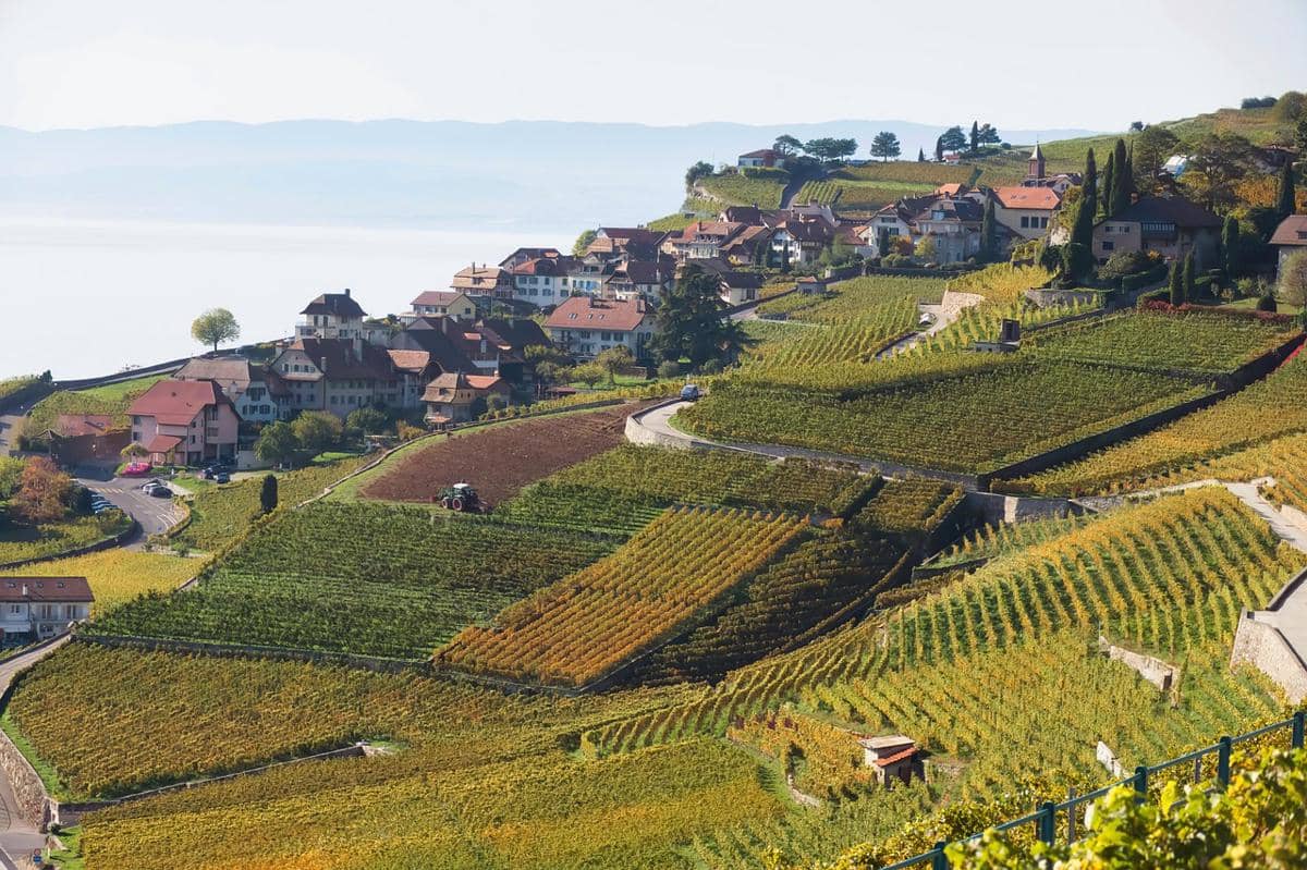 potret pemandangan kebun anggur di Lavaux 