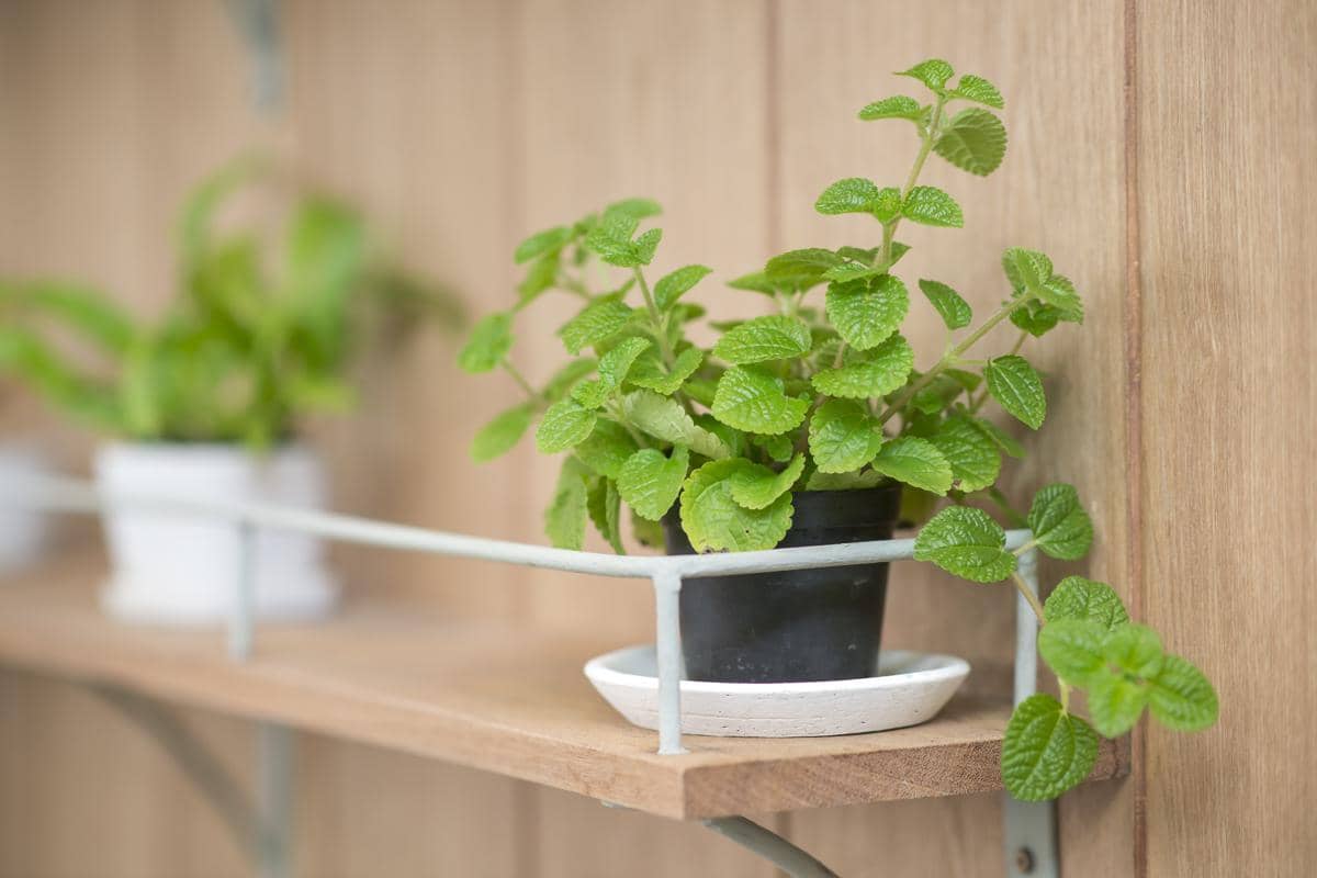 Ilustrasi tanaman mint