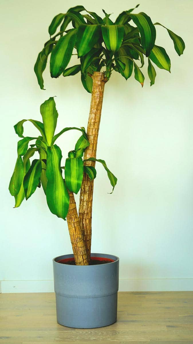 Dracaena fragrans