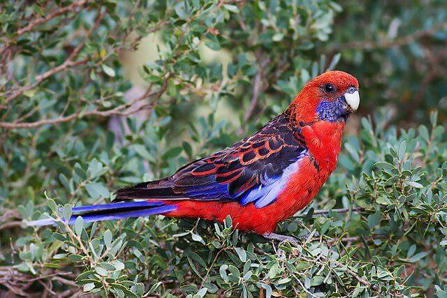 potret burung crimson rosella