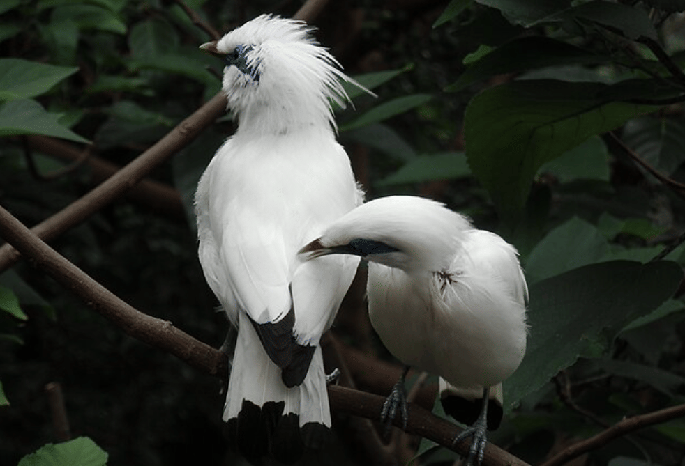 potret burung jalak bali