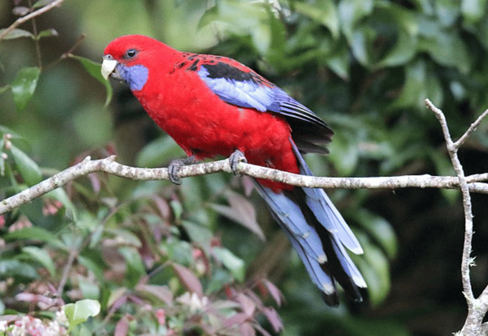 potret burung crimson rosella 