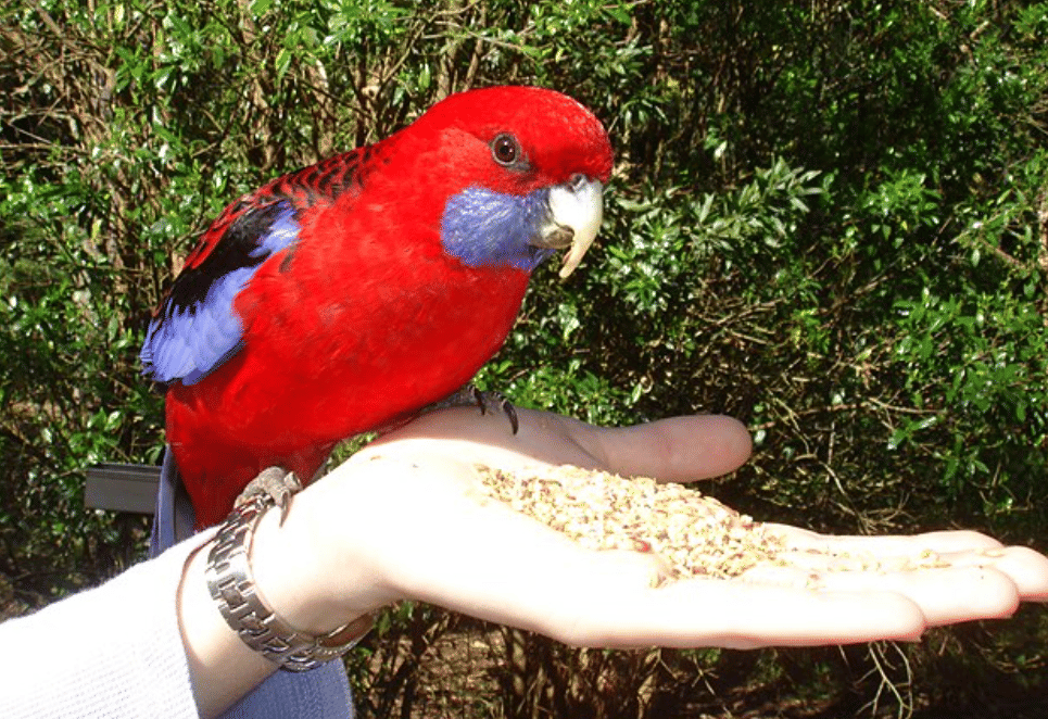 potret burung crimson rosella