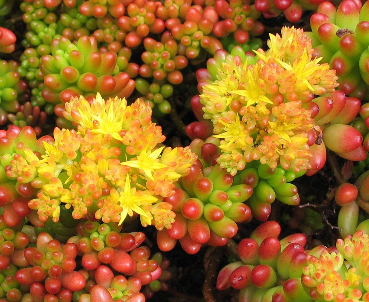 Sedum rubrotinctum