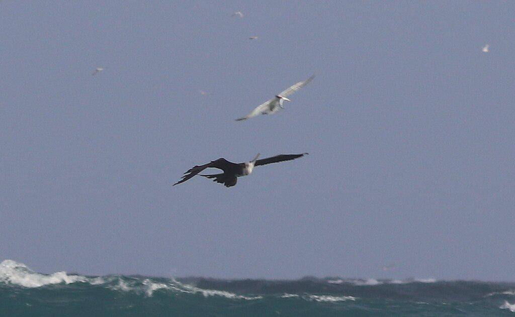 Cikalang elok mencoba mencuri makanan dari burung dara laut