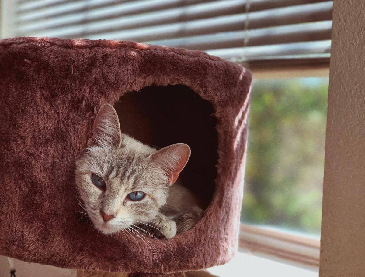 ilustrasi kucing duduk di dekat jendela