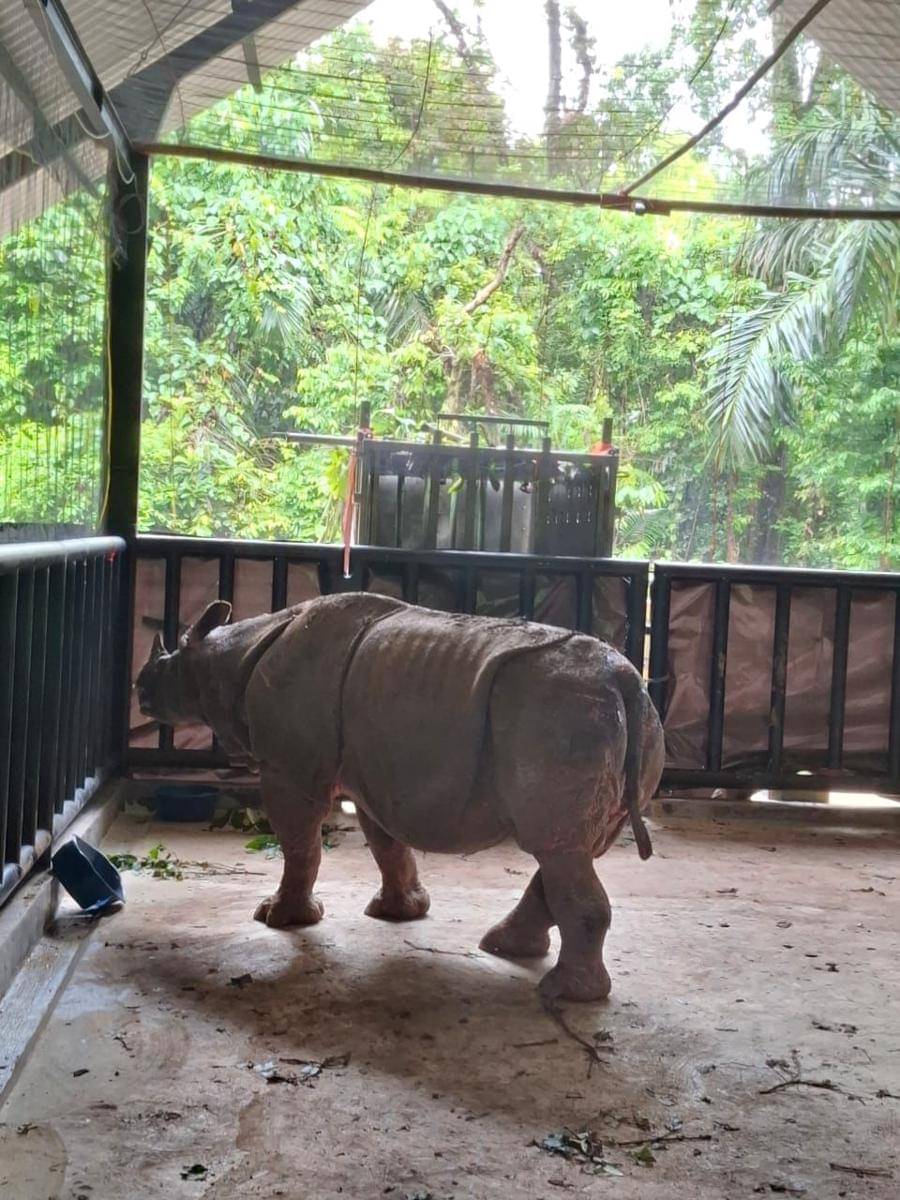 Prajurit TNI dalam Satuan Tugas Operasi Merah Putih Translokasi Badak Jawa berperan aktif dalam upaya penyelamatan dan penguatan populasi Badak Jawa