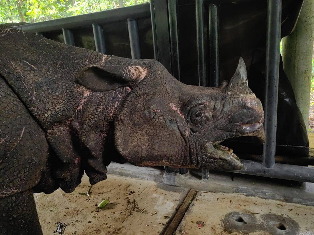 Badak Jawa yang ada di Taman Nasional Ujung Kulon