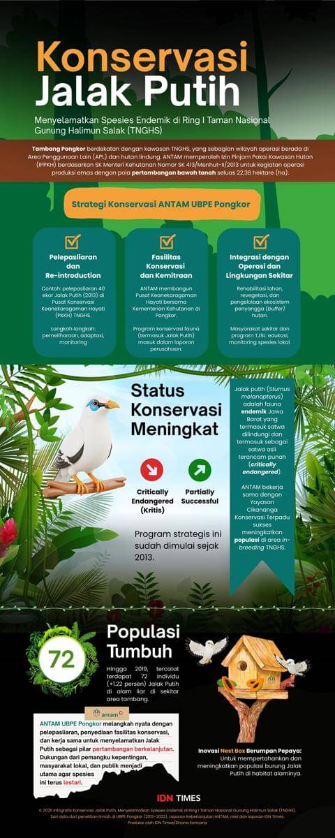 Infografik: Konservasi Jalak Putih. (IDN Times/Dhana Kencana)