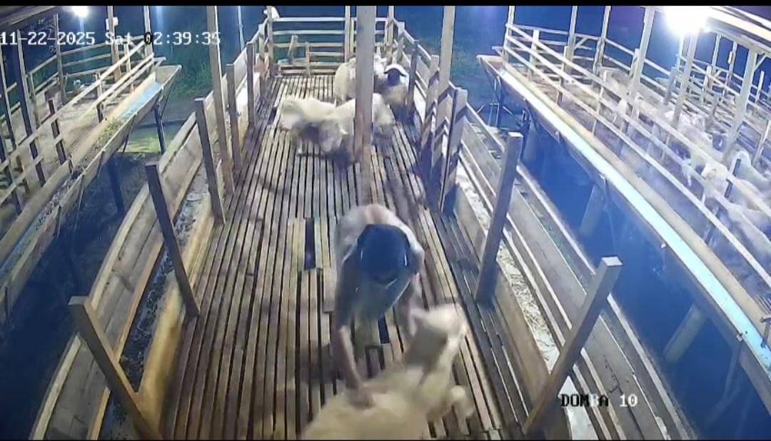 Bawa sajam, terduga pelaku pencuri hewaan ternak terekam CCTV beraksi di Kota Binjai (dok.CCTV Peternakan)