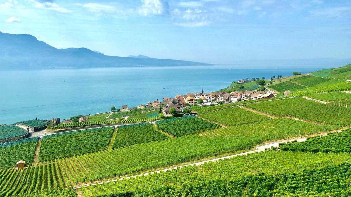 potret hamparan terasering yang ada di Lavaux 