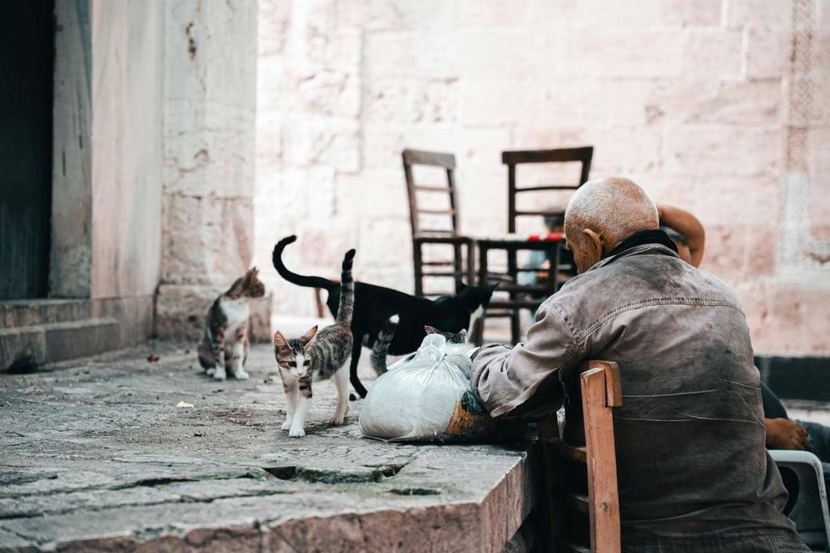 ilustrasi seorang kakek hendak memberi makan kucing