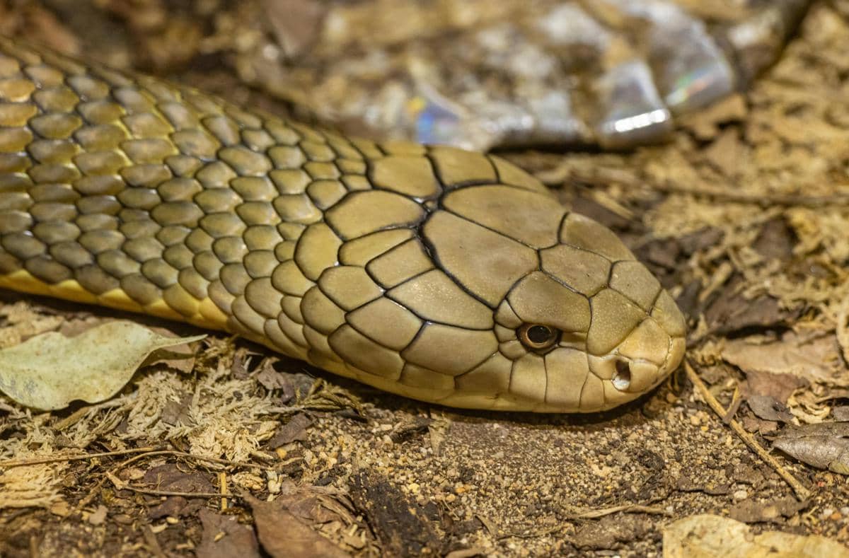 Potret ular kobra raja/king cobra