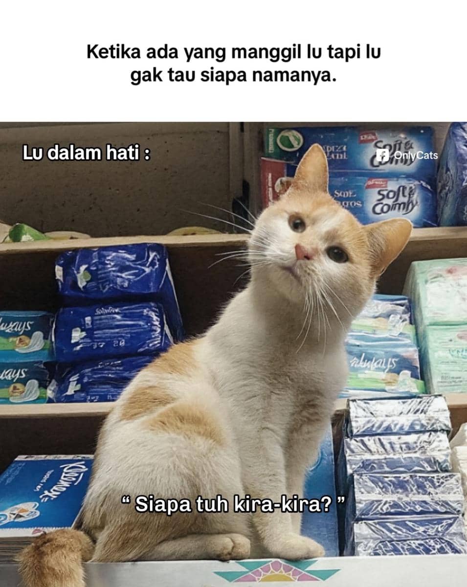 meme kucing