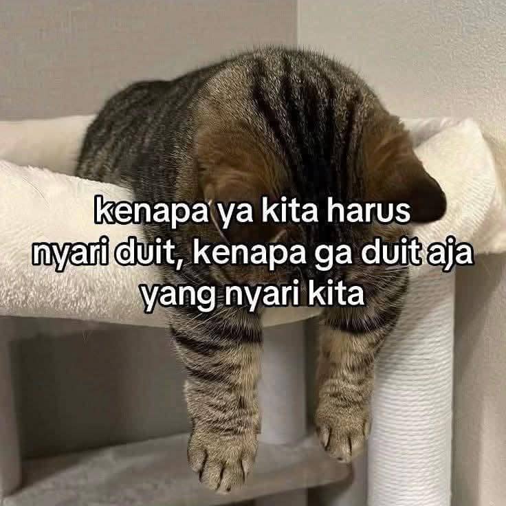 meme kucing 