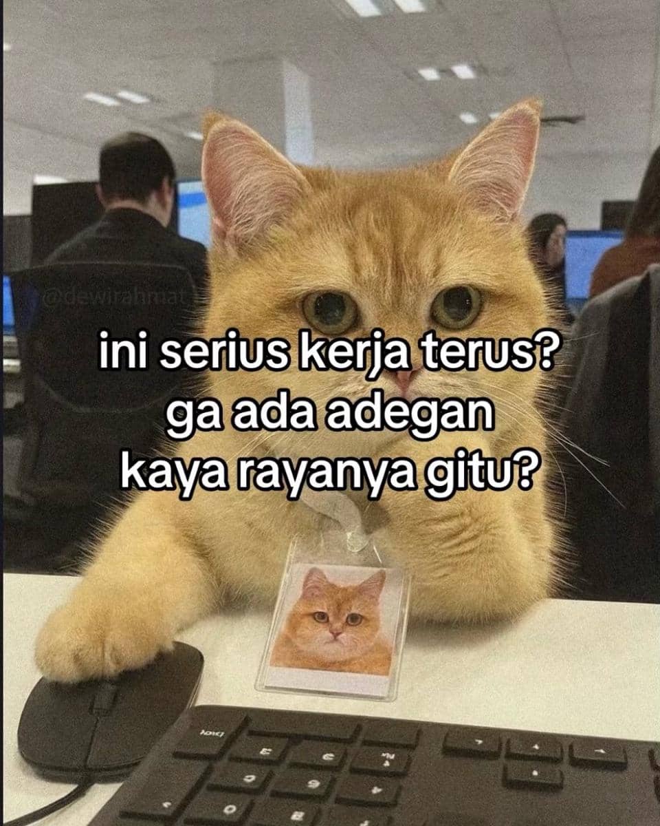 meme kucing 