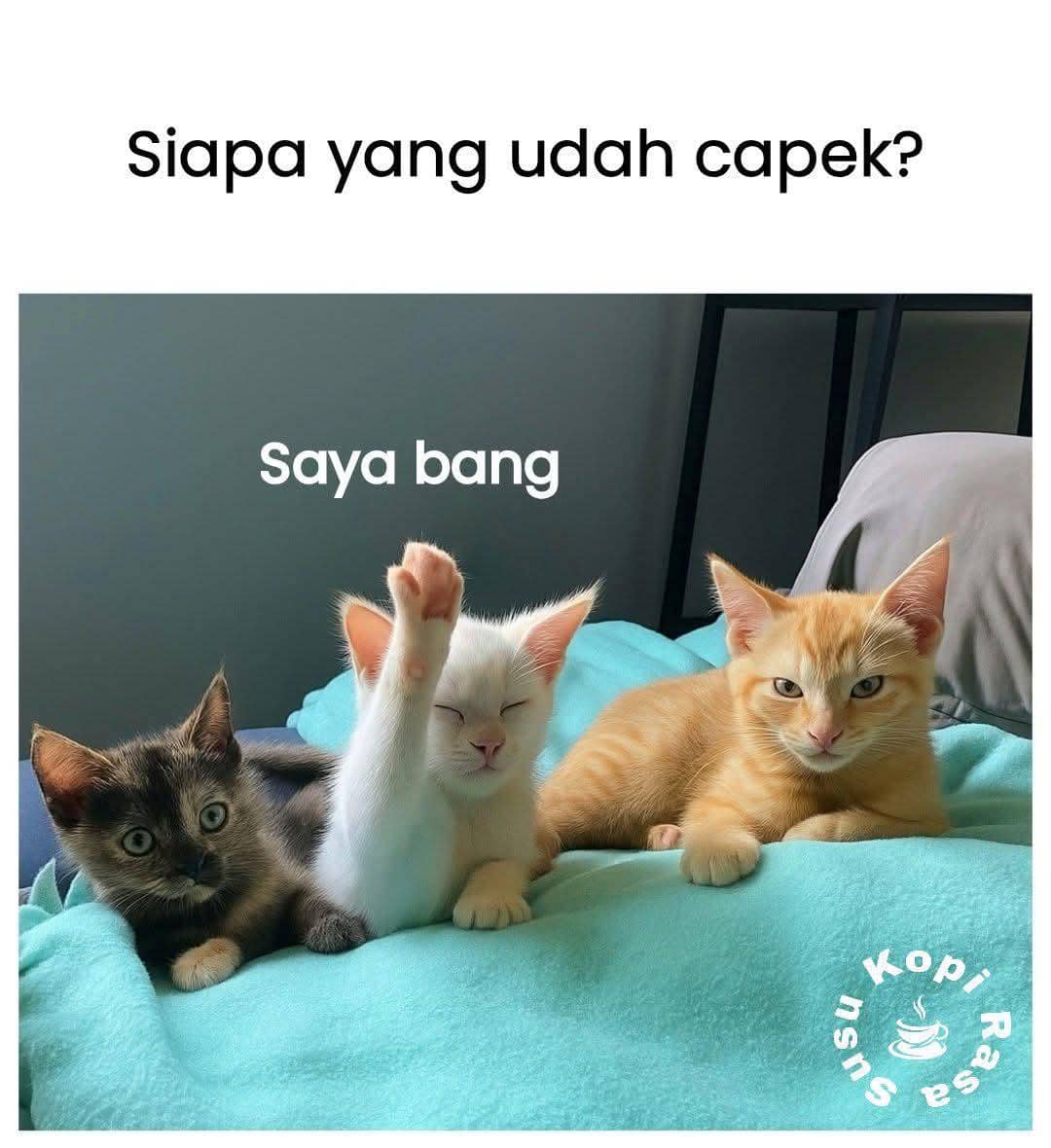 meme kucing