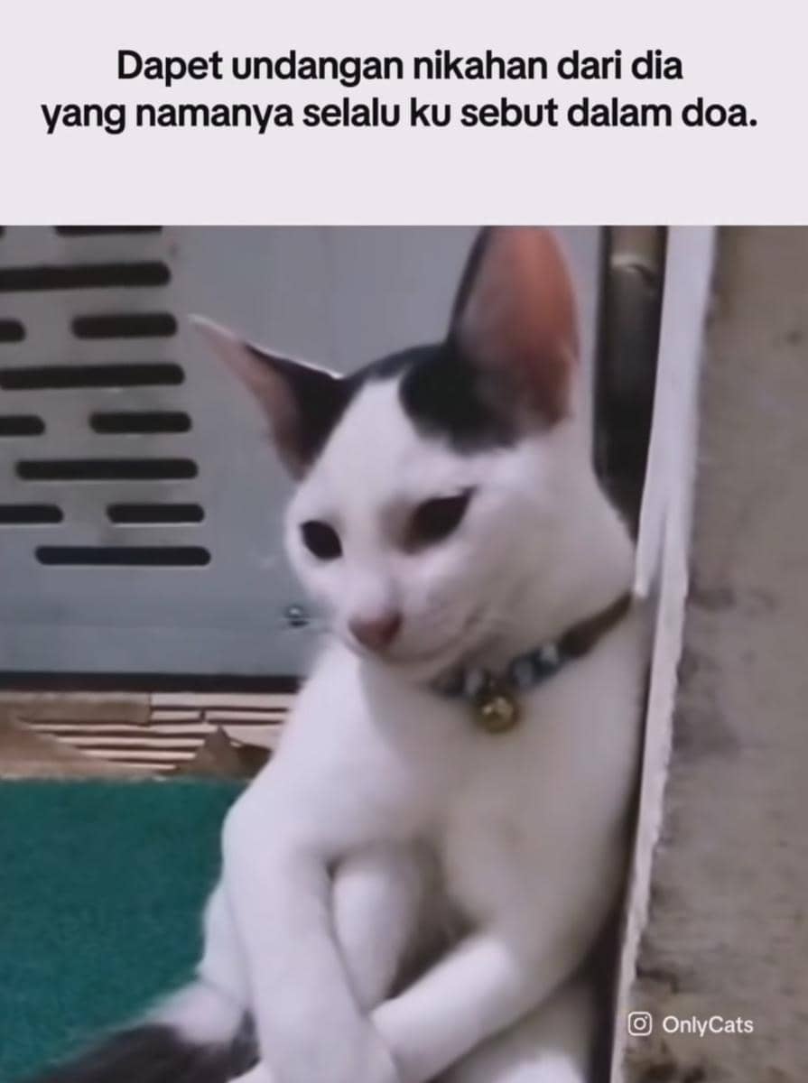 meme kucing 