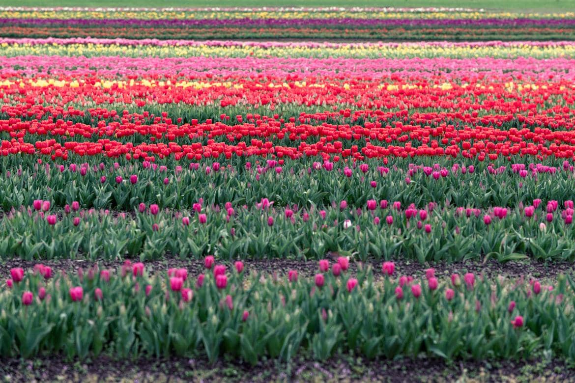 Norfolk Tulips di King's Lynn, Inggris
