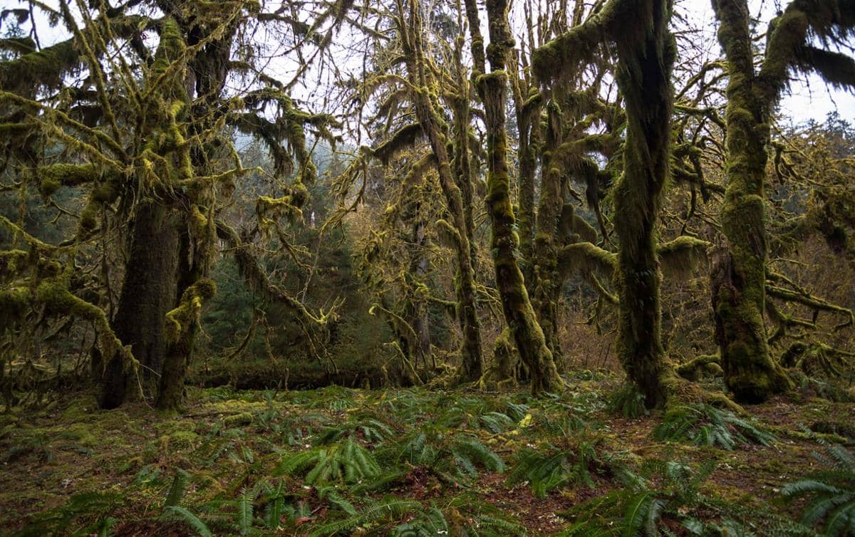 Hoh Rainforest, Washington