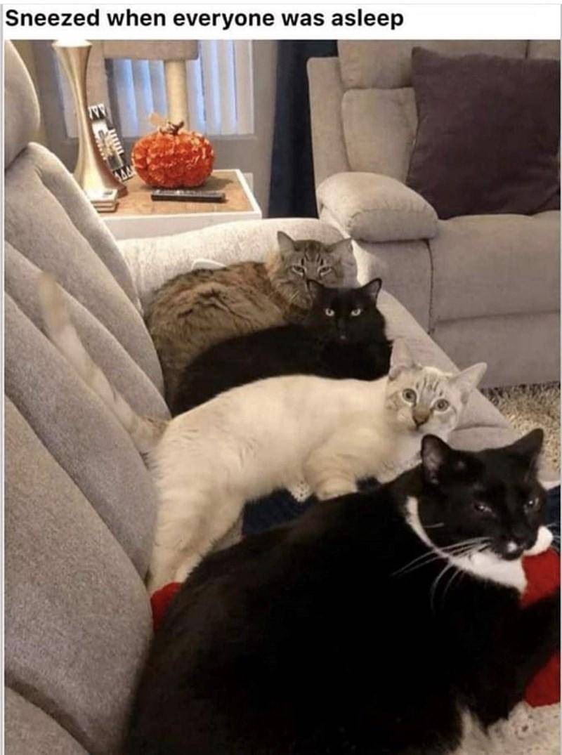 meme kucing tentang bersin