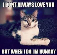 meme kucing kelaparan