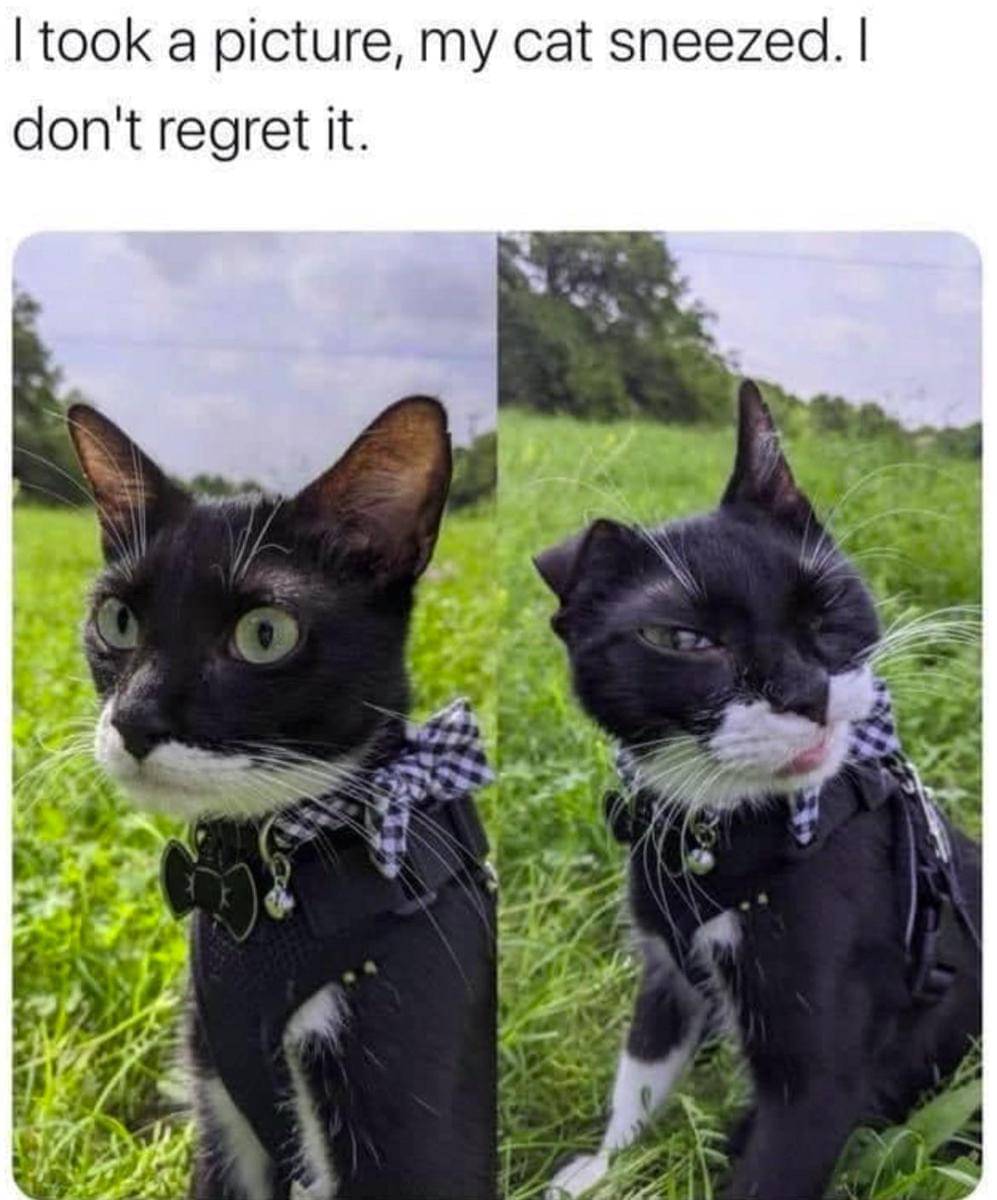 meme kucing tentang bersin