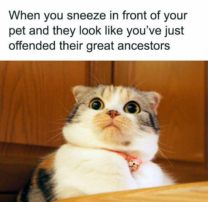 meme kucing tentang bersin