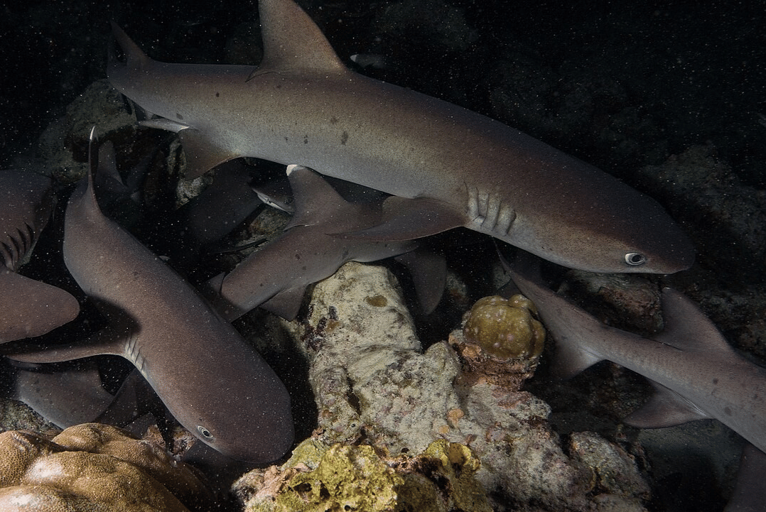 hiu karang sirip putih