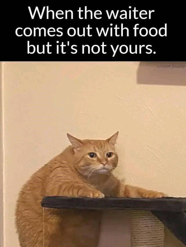 meme kucing kelaparan