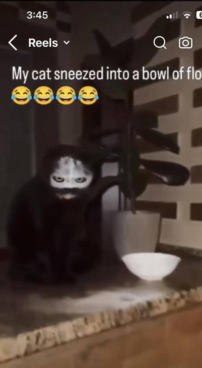 meme kucing tentang bersin