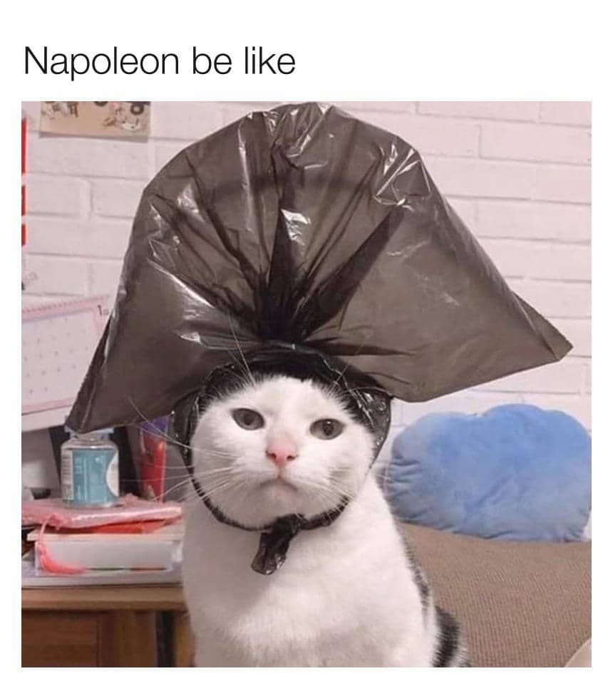 meme kucing tentang topi