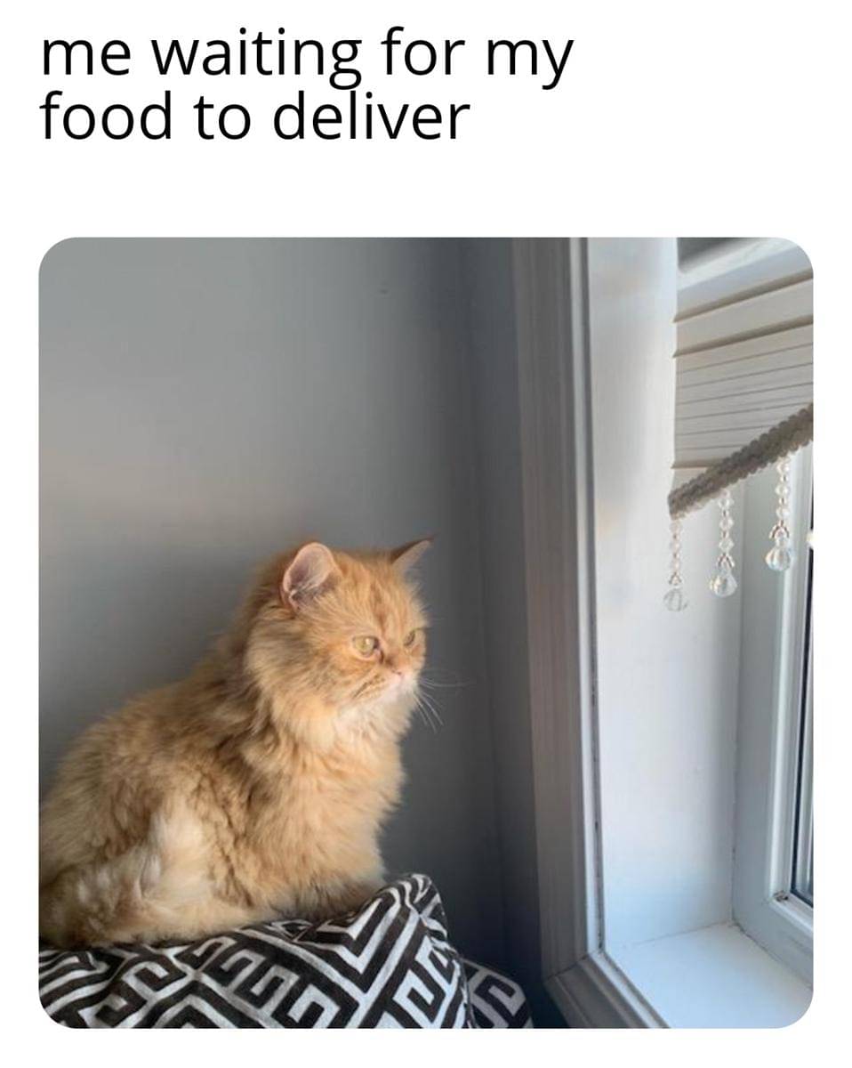 meme kucing kelaparan