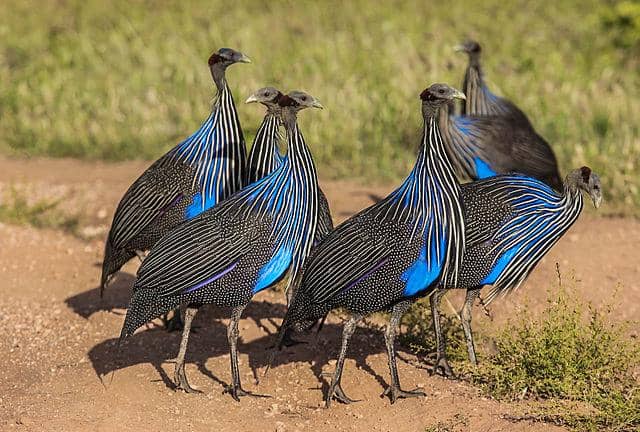 potret burung vultyrube guineafowl