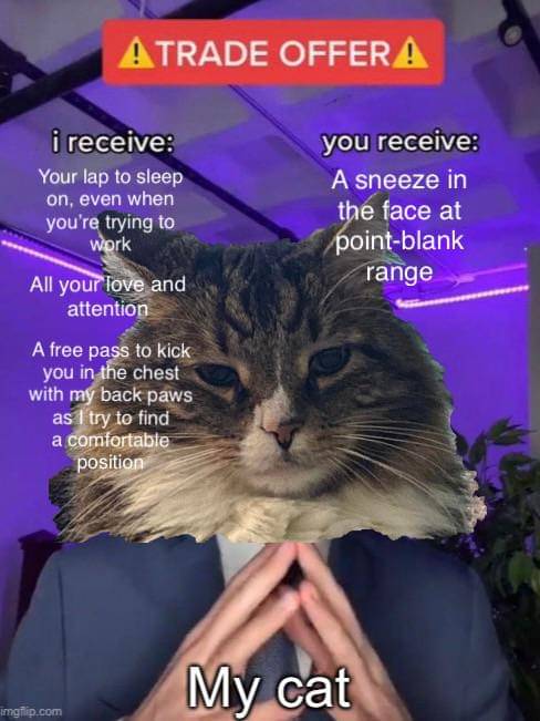 meme kucing tentang bersin