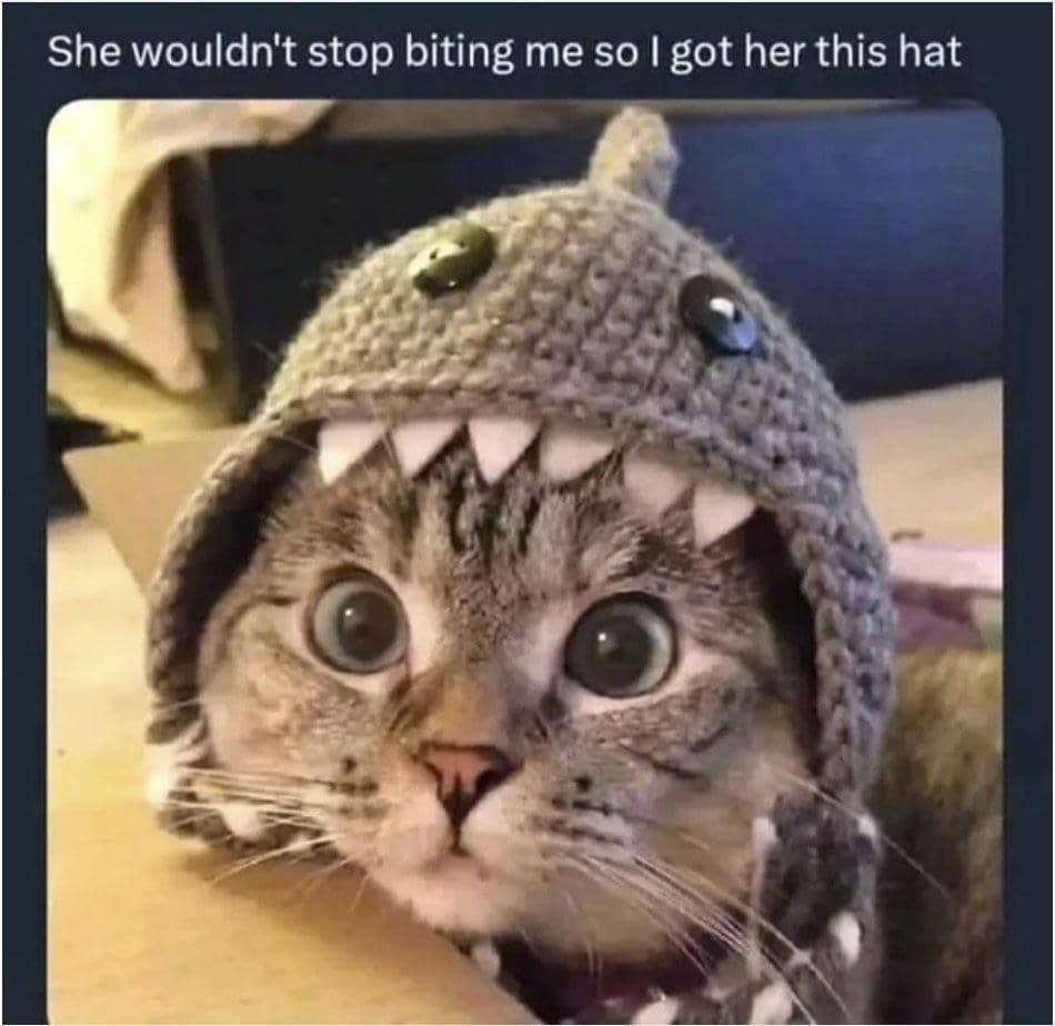 meme kucing tentang topi